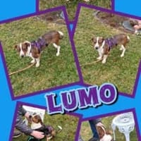 lieber Lumo auf PS in 91154, Hund zur Adoption