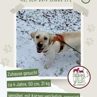 Efe - sensibler Labbi sucht ein Zuhause, Hund zur Adoption