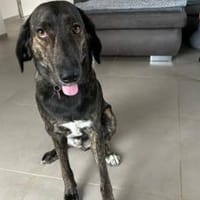 Zuhause gesucht für Neela, Hündin zur Adoption