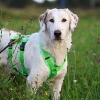 Frisko freut sich auf Sie!, Hund zur Adoption