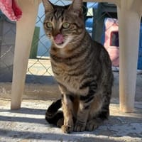 Verschmustes Katzenmädchen Luz, Katze zur Adoption