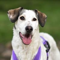 Felicia wünscht sich endgültiges Zuhause, Hündin zur Adoption