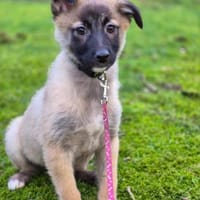 Mavi, Joker und Sontje suchen ein, Hund zur Adoption