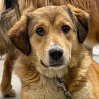 Hündin ELSA, Hündin zur Adoption