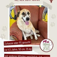 Kana sucht ein Zuhause / Pflegestelle, Hündin zur Adoption
