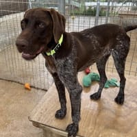 Mateo, sportlich und agil, Hund zur Adoption