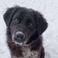 Ivy - voller Energie und Lebensfreude!, Hündin zur Adoption