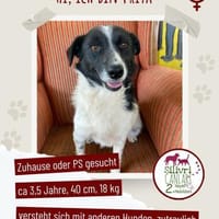 Priya sucht ein Zuhause / Pflegestelle, Hündin zur Adoption