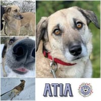 ATIA * gemütliche Dame m. Lust auf Leben, Hund zur Adoption