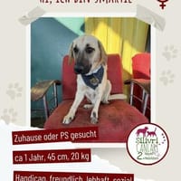 Smartie sucht ein Zuhause / Pflegestelle, Hündin zur Adoption