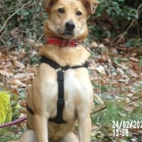 Sanfte Fidschi sucht sicheren Hafen, Hündin zur Adoption