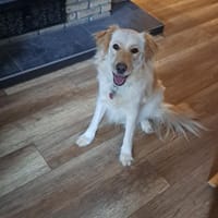 ELLA - na eben ein richtiger Retriever, Hündin zur Adoption