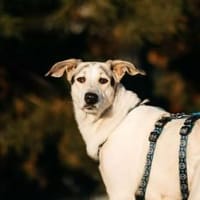 Sanfte Bimka sucht ihr Zuhause, Hündin zur Adoption