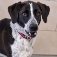 Hündin SILENA, Hündin zur Adoption