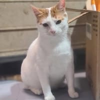 Denis Powerschmuser sucht tolle Familie, Kater zur Adoption