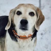 Rüde BOBBY, Hund zur Adoption