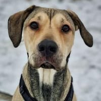 Hündin YUNA, Hündin zur Adoption