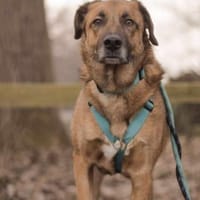 Fred - ist ein ruhiges Wesen, Hund zur Adoption