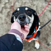 Elke - eine sensible Begleiterin, Hund zur Adoption