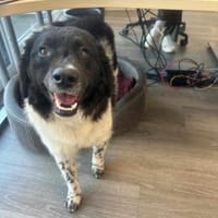 Maja - lernfreudige Herzenshündin, Hündin zur Adoption