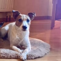 Georgie , lebensfroher Hund sucht, Hund zur Adoption