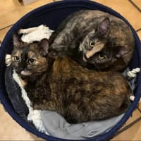 Lili & Bibi Kleines Dreamteam, Katze zur Adoption