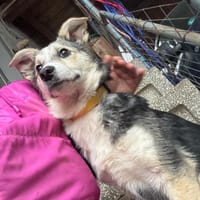 🐾 Hündin Berta sucht ihr Zuhause 🐾, Hündin zur Adoption