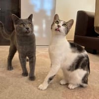 Molly & Tommi Verkuscheltes Dreamteam, Kater zur Adoption