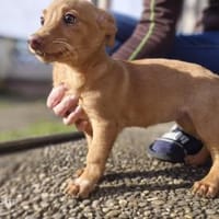 Bica sucht ihr Glück, Hündin zur Adoption