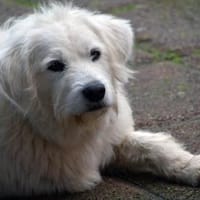 Darf Fuchur bei Ihnen wohnen?, Hund zur Adoption