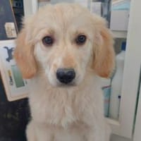 Grazia möchte Ihr Familienmitglied sein, Hündin zur Adoption