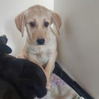 Giselle möchte Sie begleiten, Hündin zur Adoption