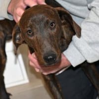 Ermöglichen Sie Dante ein schönes Leben?, Hund zur Adoption