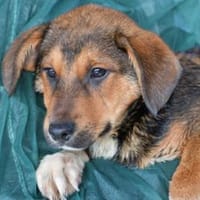 Liebe Menschen für Rafiki gesucht, Hund zur Adoption