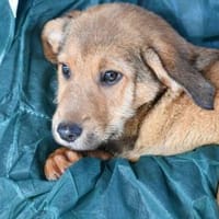 Liebevolles Zuhause für Rojo gesucht, Hund zur Adoption