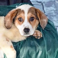 Süße Rox sucht Zuhause, Hündin zur Adoption