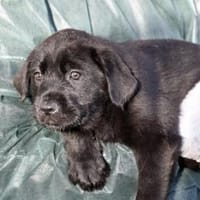 Palma möchte Ihnen Freude bereiten, Hündin zur Adoption