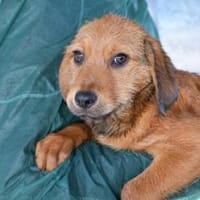 Ramen möchte Ihre Familie bereichern, Hund zur Adoption