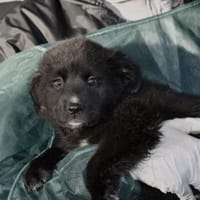 Phoenix möchte ihre Familie bereichern, Hündin zur Adoption