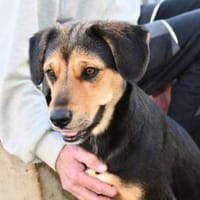 Darf Atena zu Ihrer Familie gehören?, Hündin zur Adoption