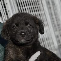 Pedro sucht liebe Menschen, Hund zur Adoption