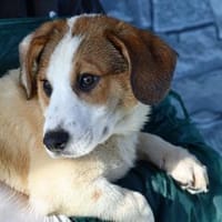 Raven sucht gutes Zuhause, Hund zur Adoption