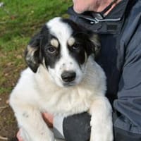 Aufgeschlossener Lele sucht Familie, Hund zur Adoption