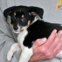 Sax möchte Canile verlassen, Hund zur Adoption