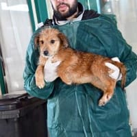 Möchten Sie Rajah adoptieren?, Hündin zur Adoption