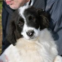 Letizia hofft auf ihre Chance, Hündin zur Adoption