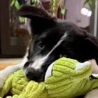 Peppi wartet auf sein eigenes Körbchen, Hund zur Adoption