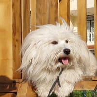 Karl, Hund zur Adoption