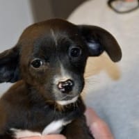 Gibt es liebe Menschen für Penko?, Hund zur Adoption