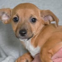 Nehmen Sie Shelli bei sich auf?, Hündin zur Adoption